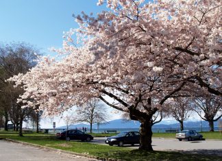Cherry blossom at Kitsilano beach, Vancouver; Photo by ©Pacific Walkers