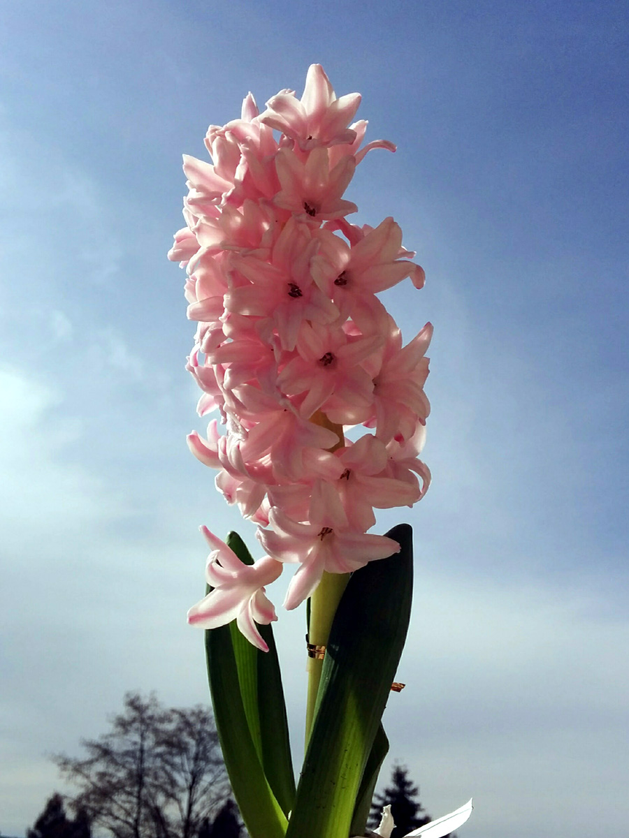 Hyacinth for Iranian New Year