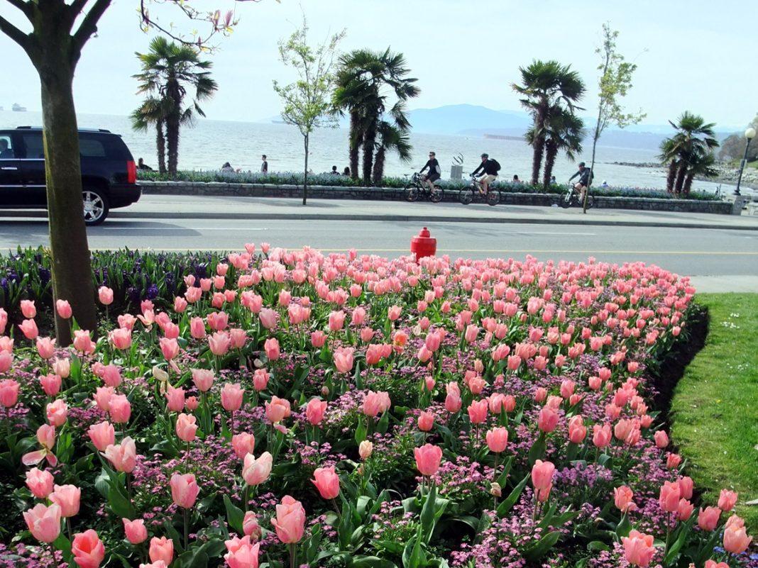 English Bay from a tulip garden, Vancouver; Photo by ©Pacific Walkers
