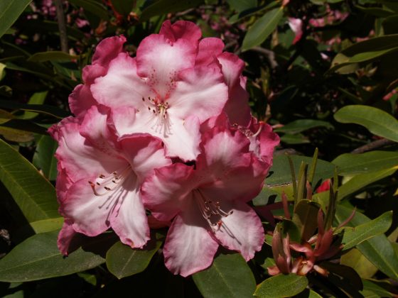 11-Rhododendron at VanDusen Botanical Garden