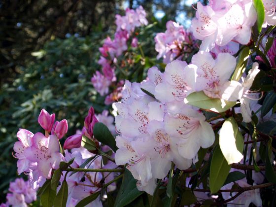 Light Pink Rhododendron at VanDusen Botanical Garden